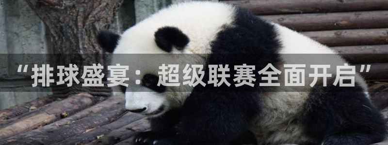 “排球盛宴：超级联赛全面开启”