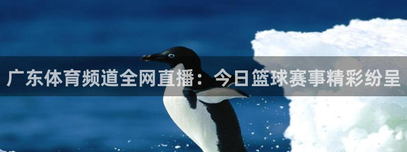 广东体育频道全网直播：今日篮球赛事精彩纷呈