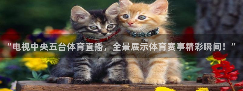 “电视中央五台体育直播，全景展示体育赛事精彩瞬间！”